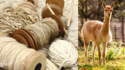 vicuna wool expensive yarn