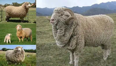 most expensive wool