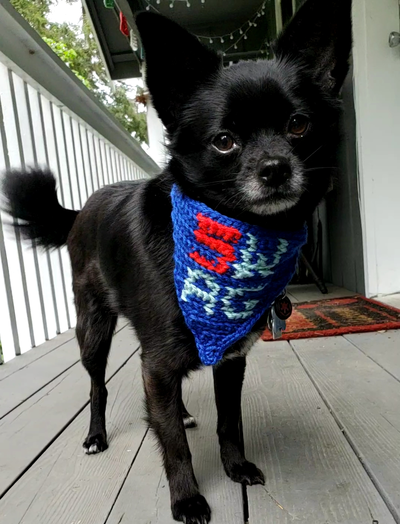 crochet dog bandana pattern on dog